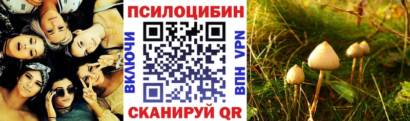 Купить закладки  Нестеров  Псилоцибиновые грибы Magic Shrooms 